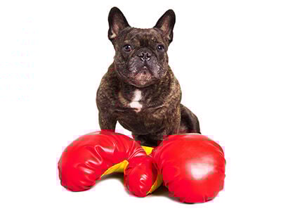 How to Beat Amazon & Chewy in Four Easy Steps